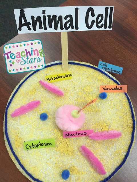 Animal and Plant Cell Models - Teaching the Stars