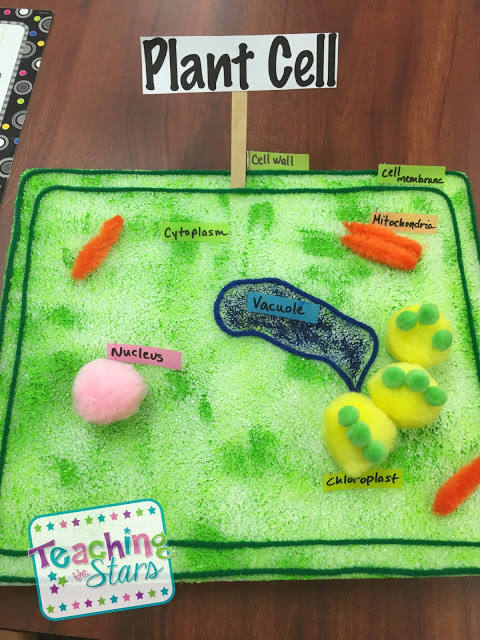 Animal and Plant Cell Models - Teaching the Stars