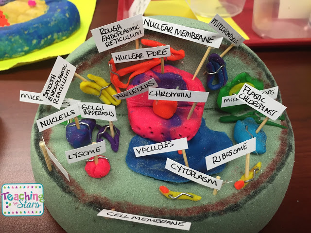 Animal and Plant Cell Models - Teaching the Stars